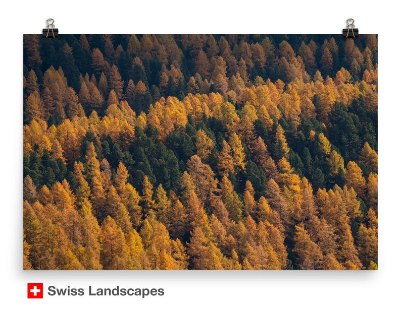 Photo of larches in Autumn golden coloured trees among gree pines Switzerland landscape of Engadin valley image 1
