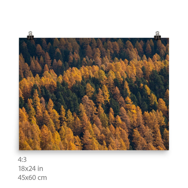 Photo of larches in Autumn golden coloured trees among gree pines Switzerland landscape of Engadin valley image 8