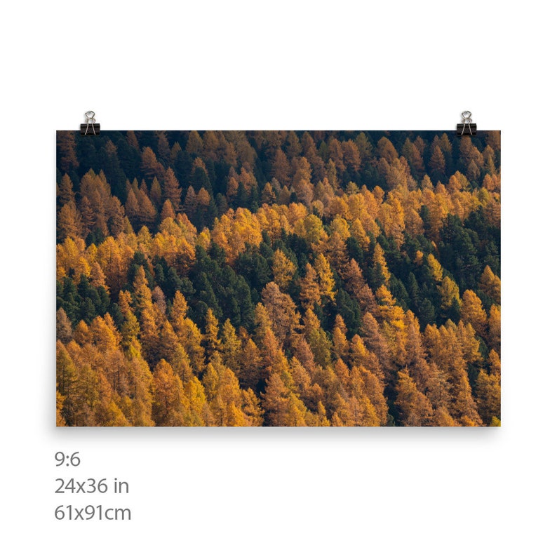 Photo of larches in Autumn golden coloured trees among gree pines Switzerland landscape of Engadin valley image 9