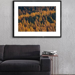 Photo of larches in Autumn golden coloured trees among gree pines Switzerland landscape of Engadin valley image 10