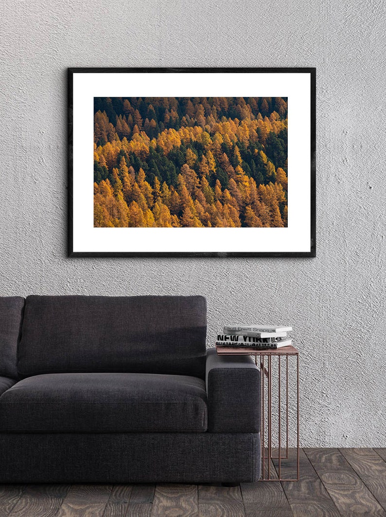 Photo of larches in Autumn golden coloured trees among gree pines Switzerland landscape of Engadin valley image 10