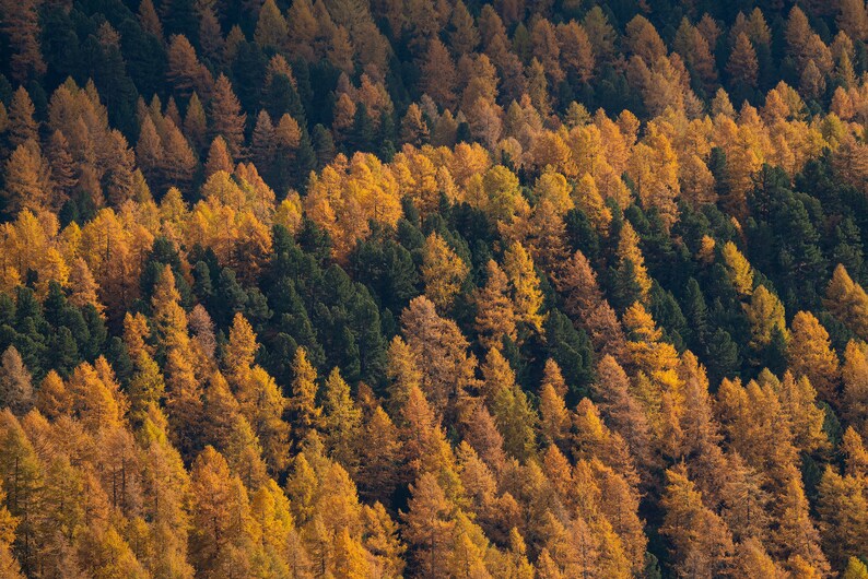 Photo of larches in Autumn golden coloured trees among gree pines Switzerland landscape of Engadin valley image 4