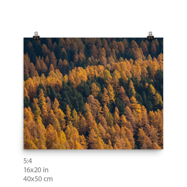 Photo of larches in Autumn golden coloured trees among gree pines Switzerland landscape of Engadin valley 16×20 inches