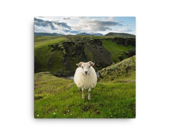 Iceland sheep - canvas - icelandic landscape, green grass and white, young sheep