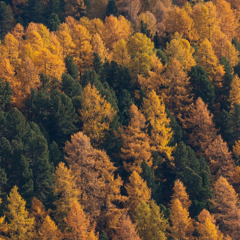 Photo of larches in Autumn golden coloured trees among gree pines Switzerland landscape of Engadin valley image 3