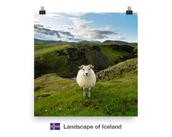 Iceland sheep - high quality print on matte paper - icelandic landscape, green grass and white, young sheep - poster