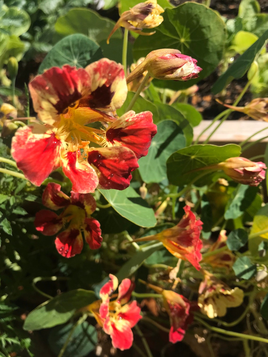 Bloody Mary Nasturtium seeds Etsy