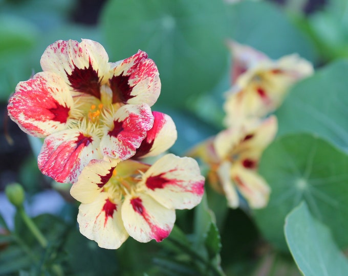 Bloody Mary Nasturtium Seeds Etsy