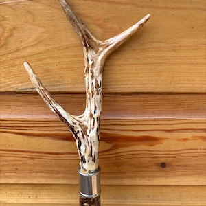 Roe deer antler walking stick