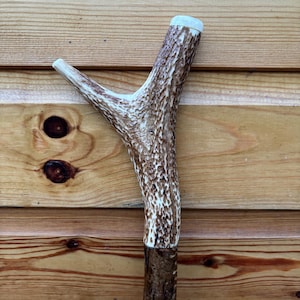 May include: A natural antler walking stick with a distinctive Y-shaped handle. The handle is light brown with white markings, transitioning to a darker brown lower section. The top of the handle is finished with a white cap. The stick is made from natural materials.