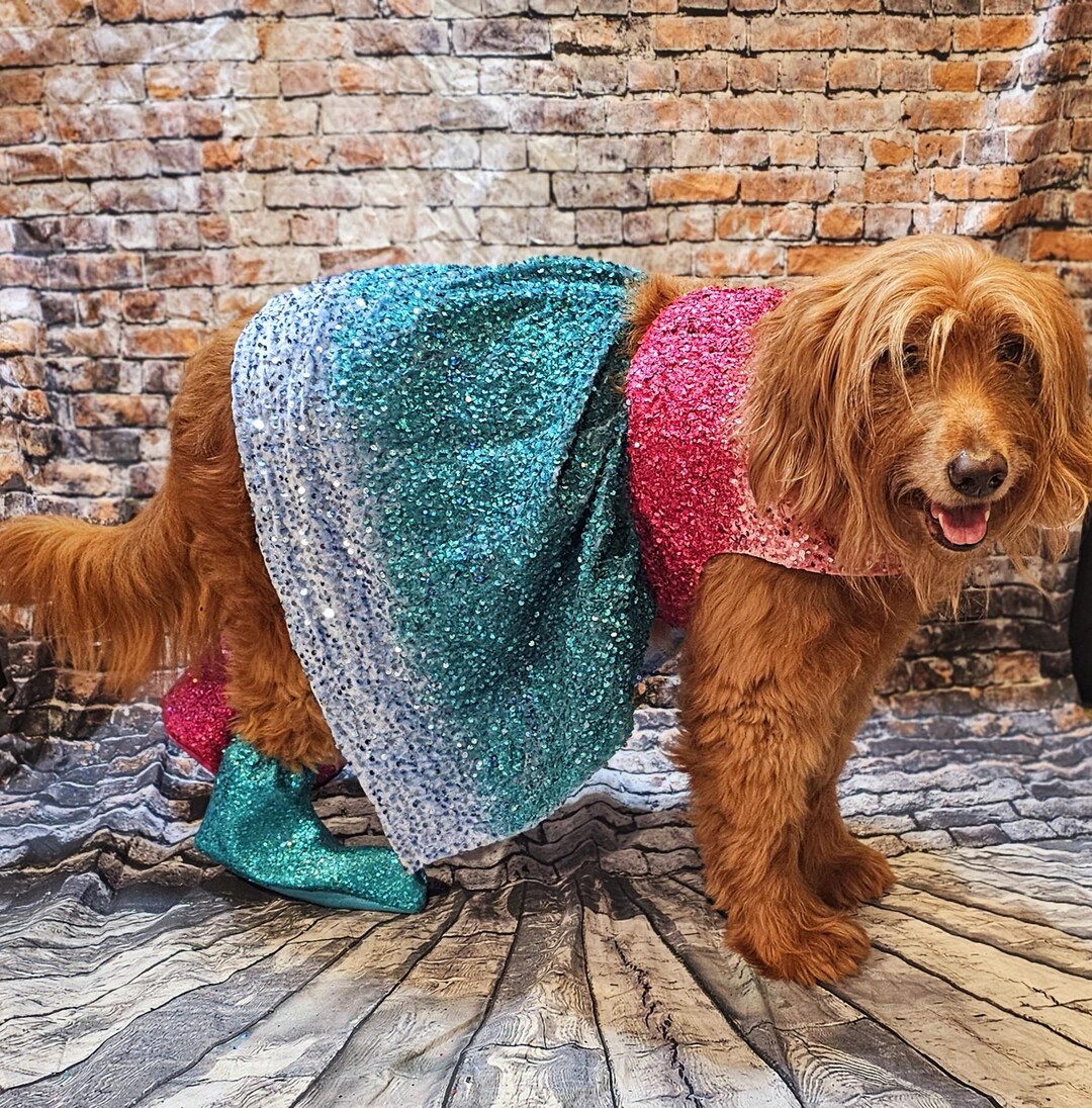 1989 Eras Pet Costume, Taylor 1989 Pet Costume, 1989 Dog Sequin Costume ...