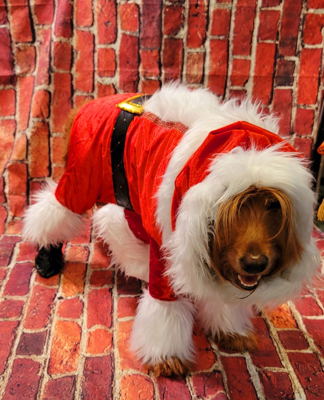 Dog on sale santa outfit