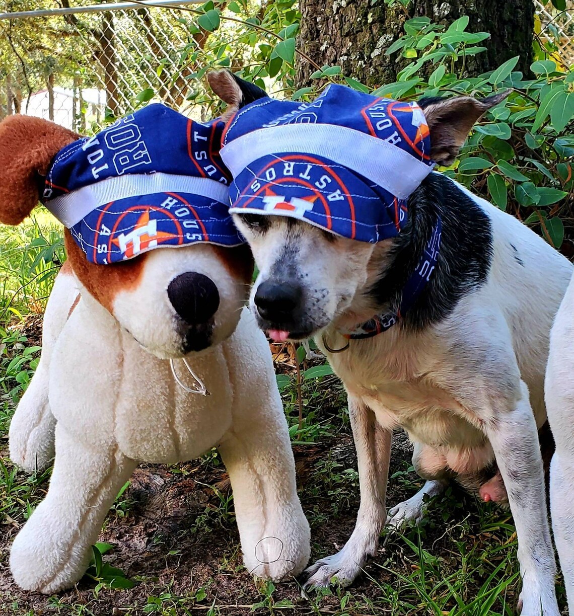 Houston Astro Pet Hat Astros dog hat Astros cat hat Astros Etsy