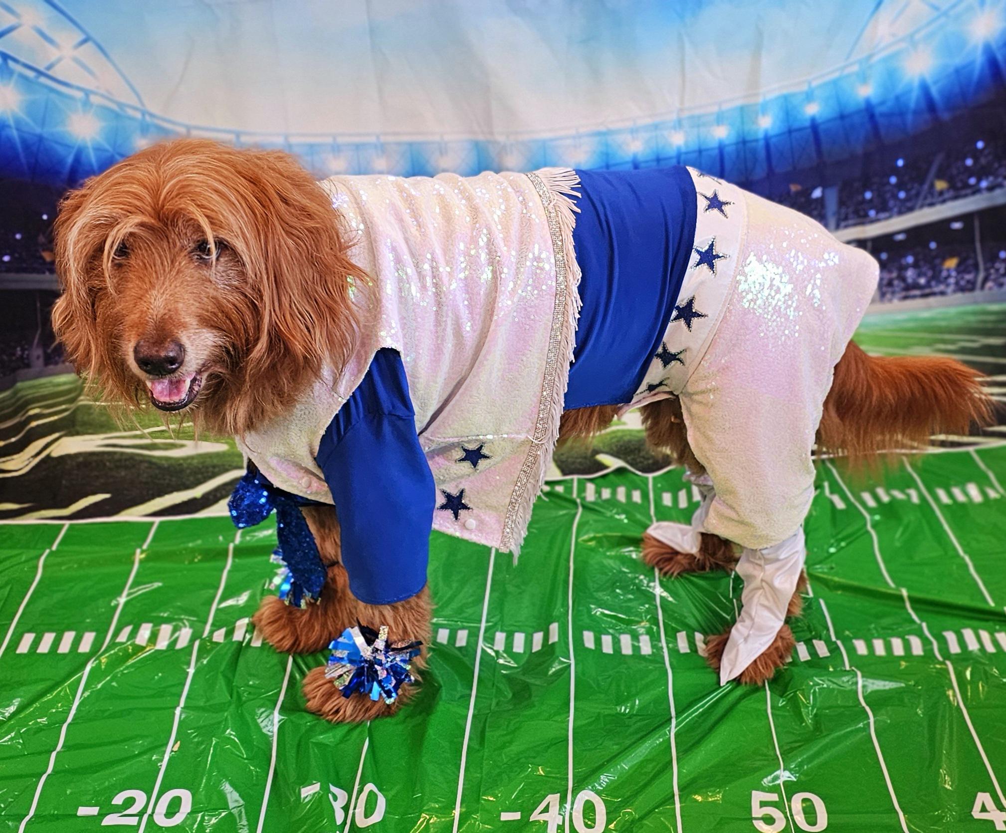 Dallas Cowboy Pet Cheerleading Costume Dallas Cowboy Dog Cheerleading Costume Cowboy Pet Cheerleader Cowboy Dog Cheerleader Etsy
