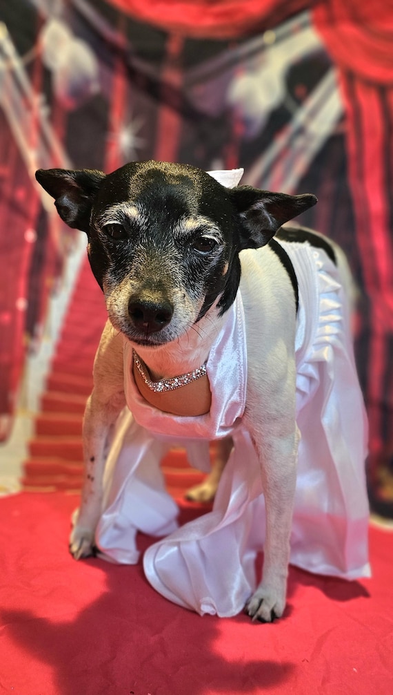 Maryilyn Monroe Pet Costume Maryilyn Monroe Cat Costume Maryilyn Monroe Dog Costume Pet Halloween White Pet Dress Costumes for Pets Etsy