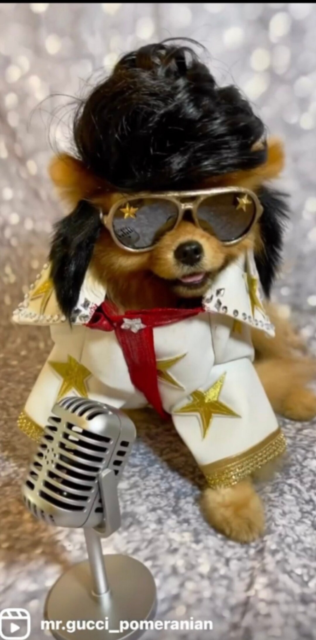 Elvis Pet Costume the King Pet Costume Elvis Dog Costume Etsy UK