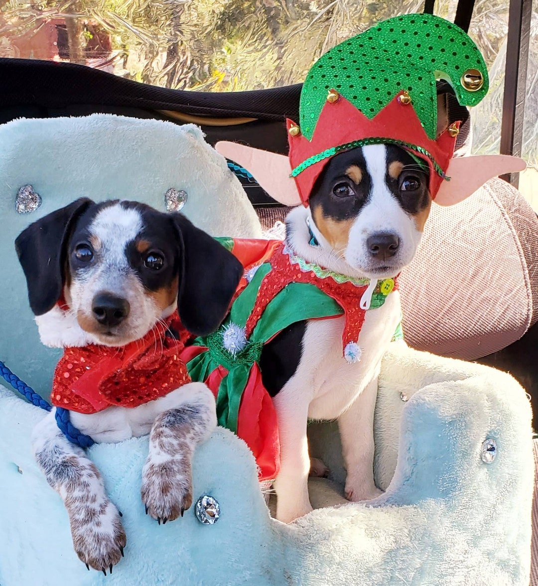 Elf Pet Costume Elf Dog Costume Elf Cat Costume Pet Elf Etsy