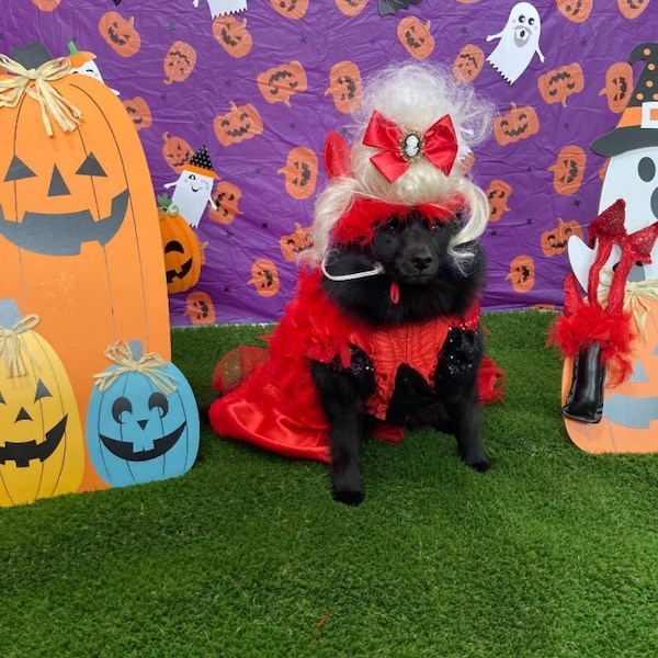 Devil femalePet Costume, Devil Pet Harness, Devil dog Costume, Devil Cat Costume, Halloween Devil Costume, Halloween Pet Costume, Diablo Pet
