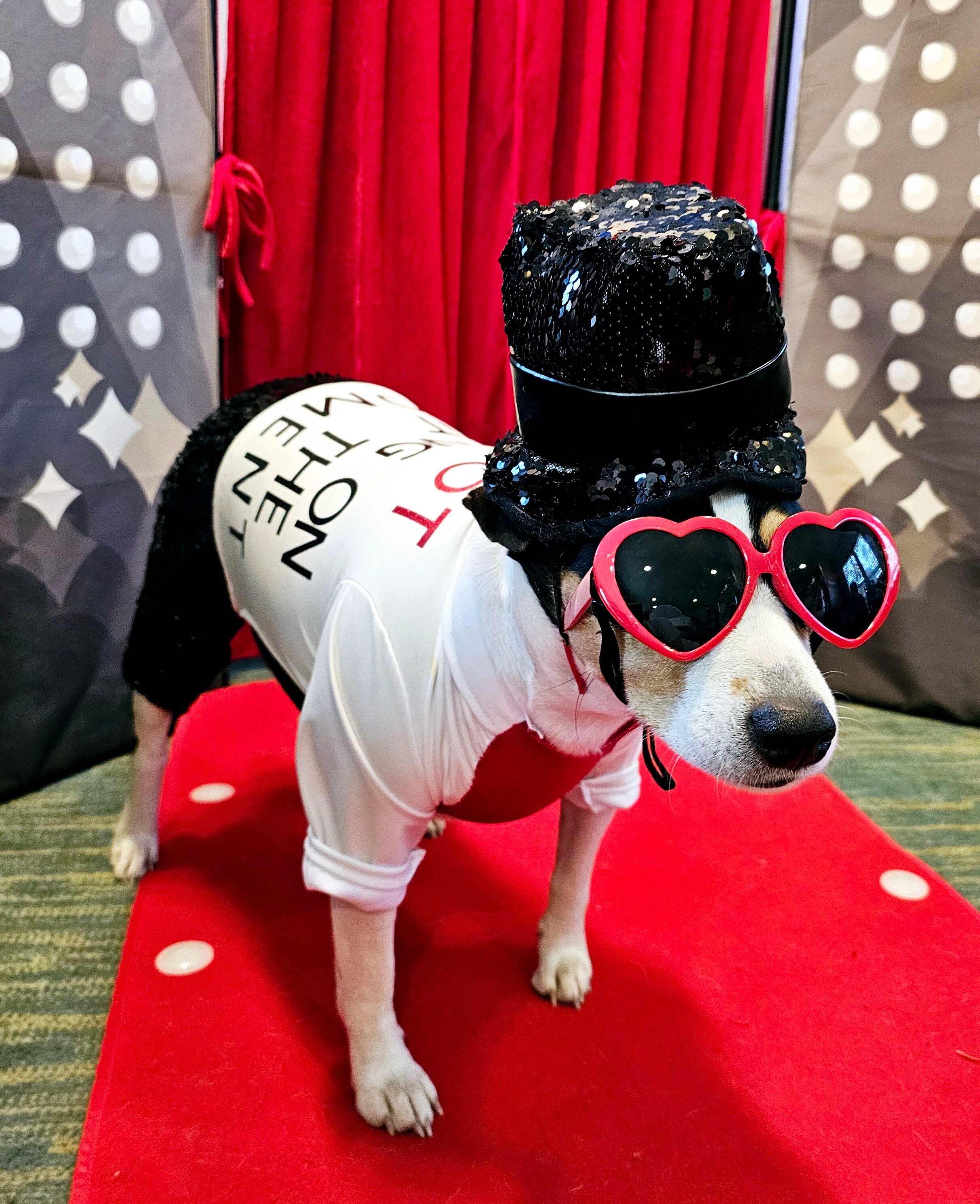 Red Era Pet Costume Red Era Dog Costume Red Era Cat Costume Taylor Swift Pet Costume Taylor Swift Red Era Pet Costume Taylor Swift Pet Etsy