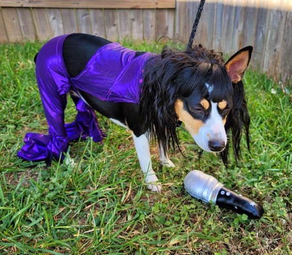 Beautiful Border Collie in Halloween Costume