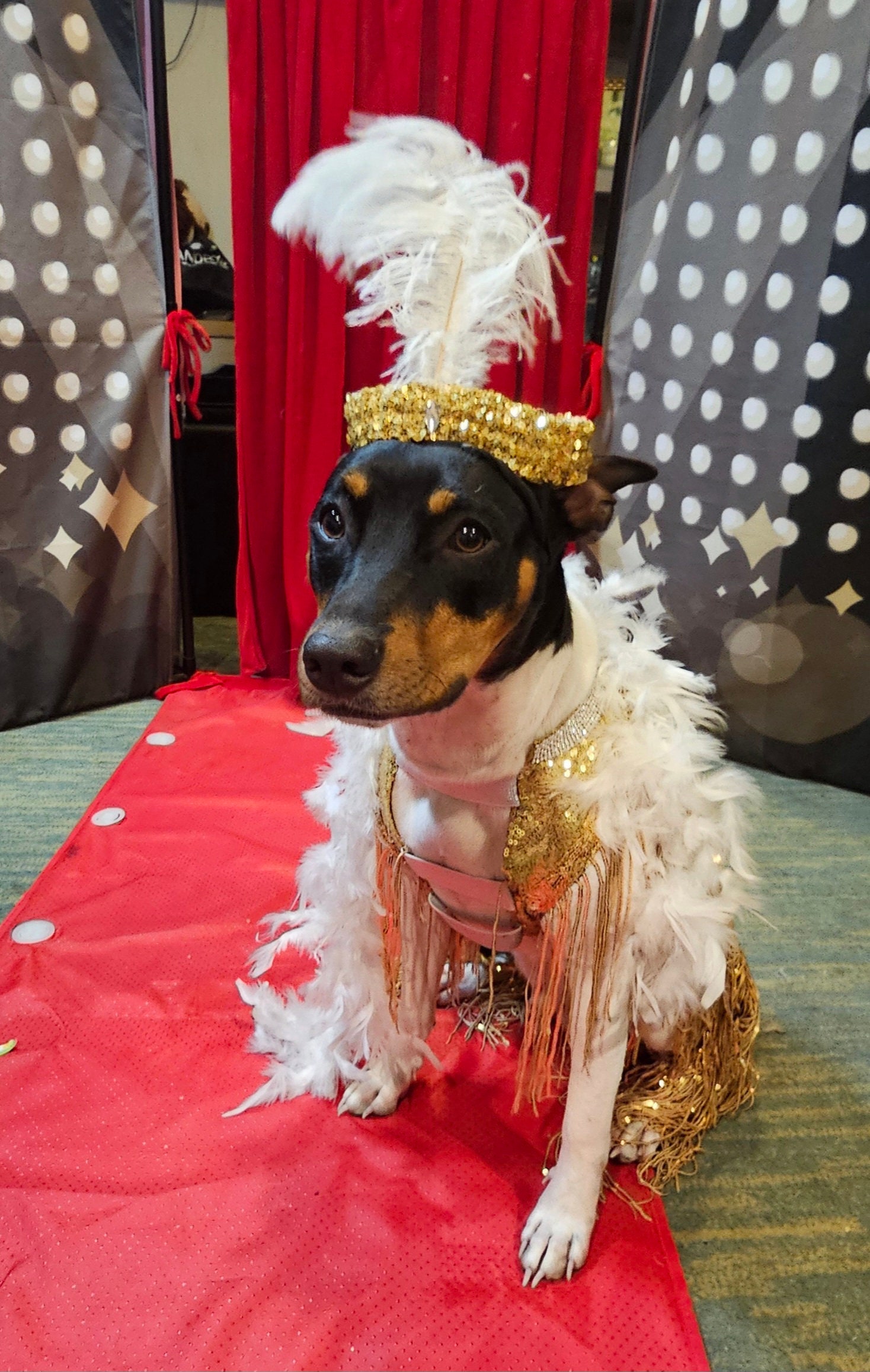 Great gatsby dog costume hotsell