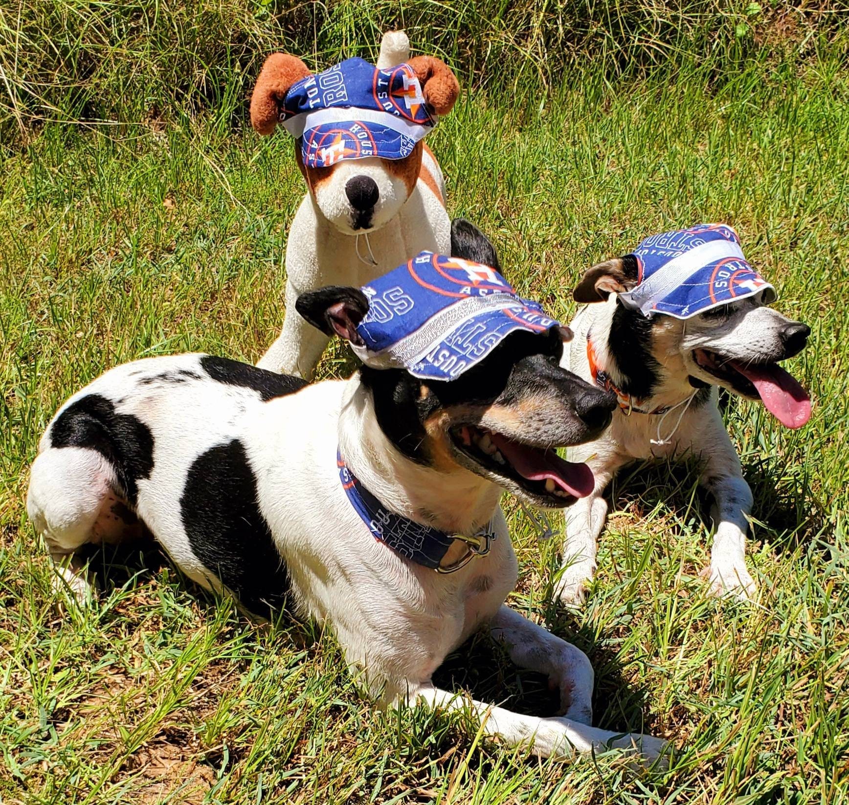 Houston Astro Pet Hat Astros Dog Hat Astros Cat Hat Astros 