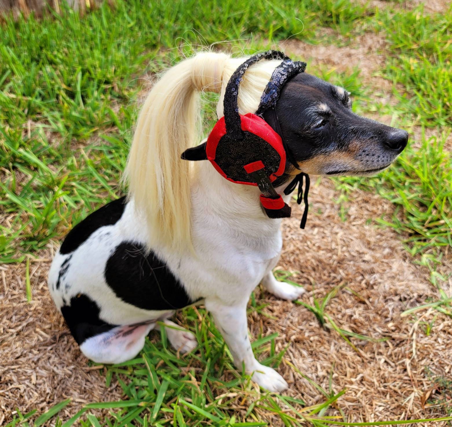 Parrucca per cani accessori per cani colorati parrucca per animali  domestici 10 disegni attualmente disponibili - AliExpress