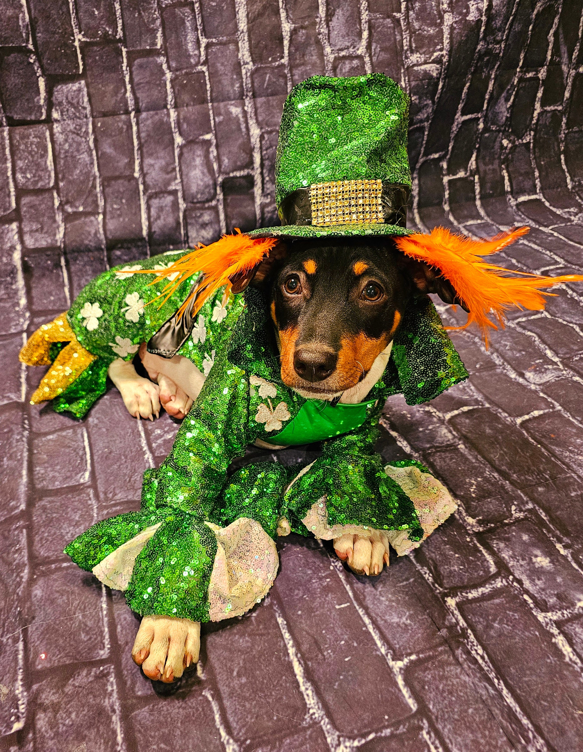 Dog leprechaun costume hotsell