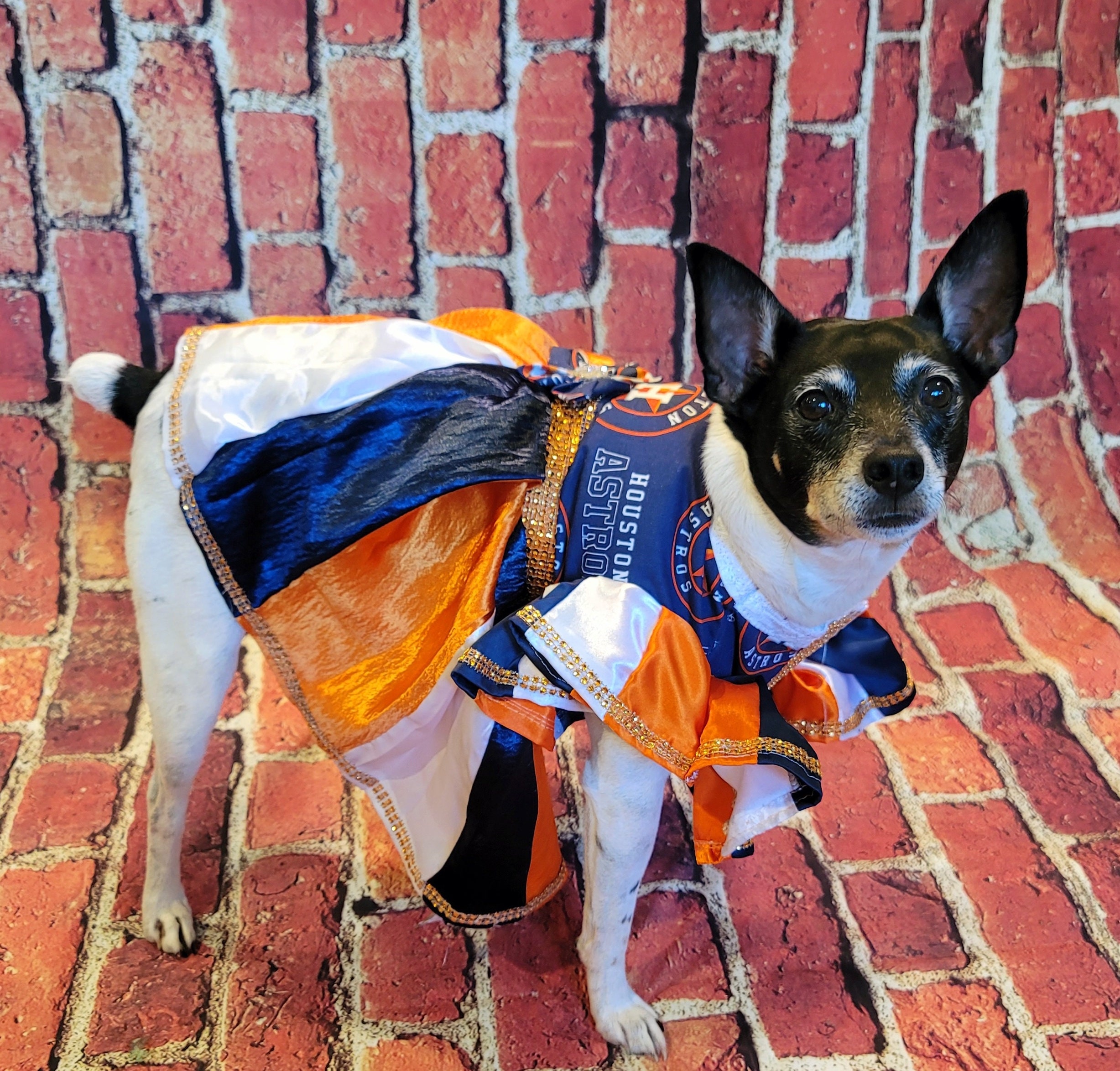 Houston Astros Cheerleading Pet Dress Astros Cheerleader Dog Dresses Astros Cat Dress Houston Astros Pet Dresses Baseball Pet Dresses Etsy