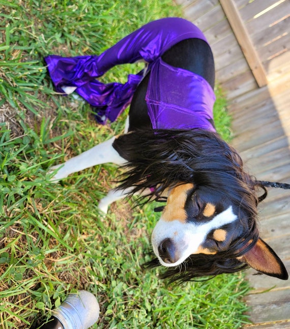  Border Collie Happy Halloween Costume Pirate Zip