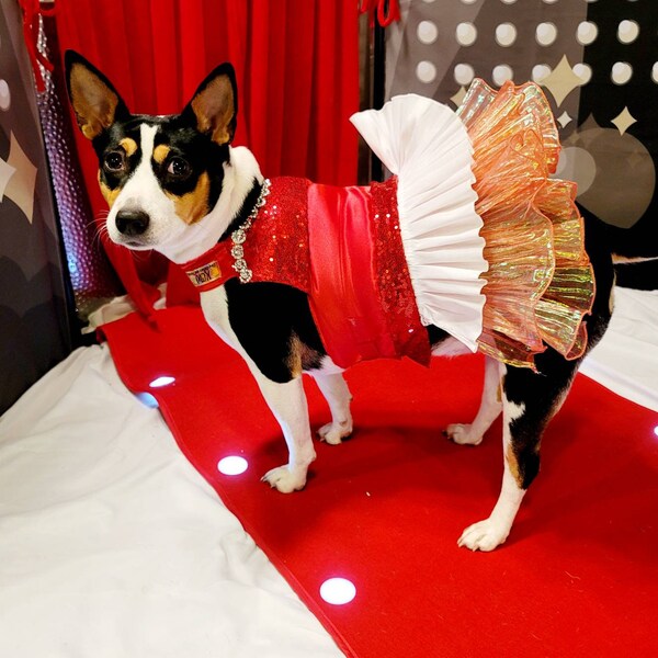 Red Sequin Dog Dresses Etsy