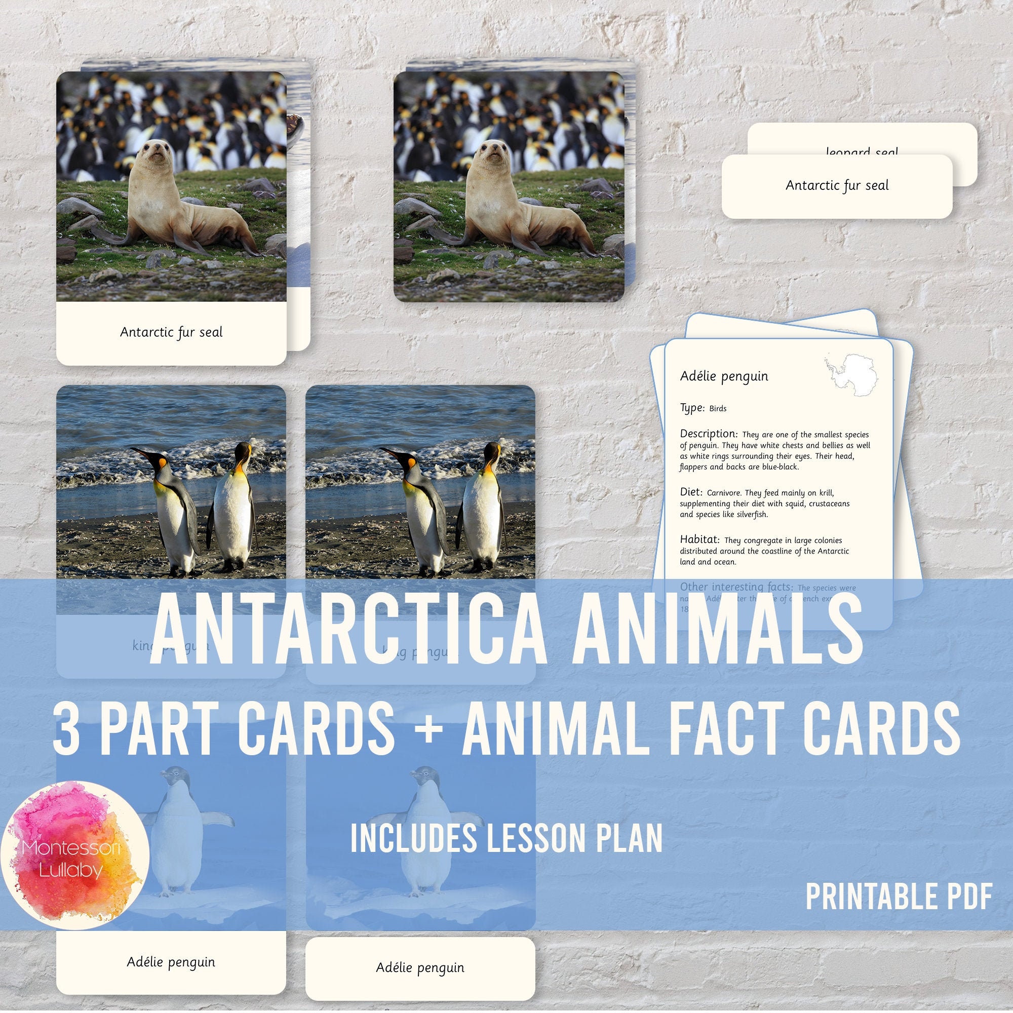 ANTARCTICA ANIMALS Three Part Cards Lesson Plan Animal - Etsy Singapore