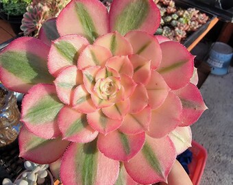 Imported pink Witch aeonium succulent