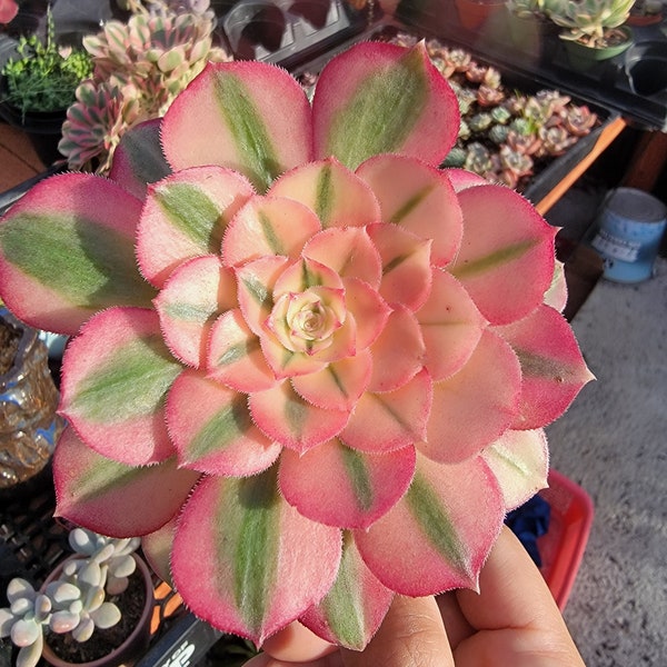 Imported pink Witch aeonium succulent