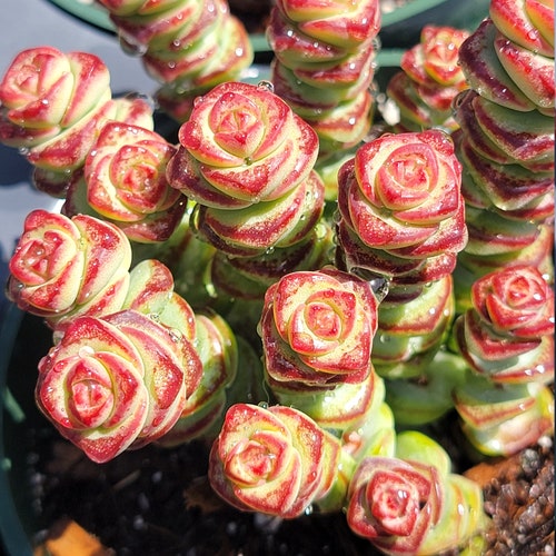 Baby Necklace Succulent Etsy