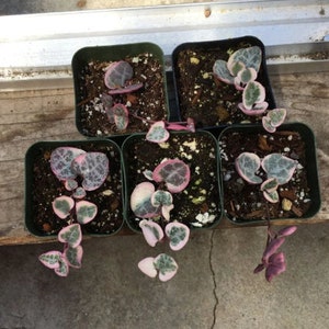 Variegated string of heart medium