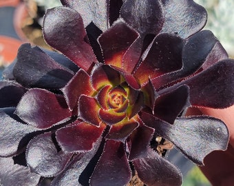 Blackrose Aeonium succulent