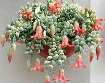 Cotyledon  pendens succulent