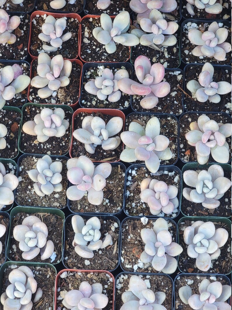 Pink Moonstone Succulent Etsy