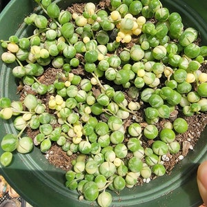 String of Pearls 2,4, and 6 Inch 6inch variegated