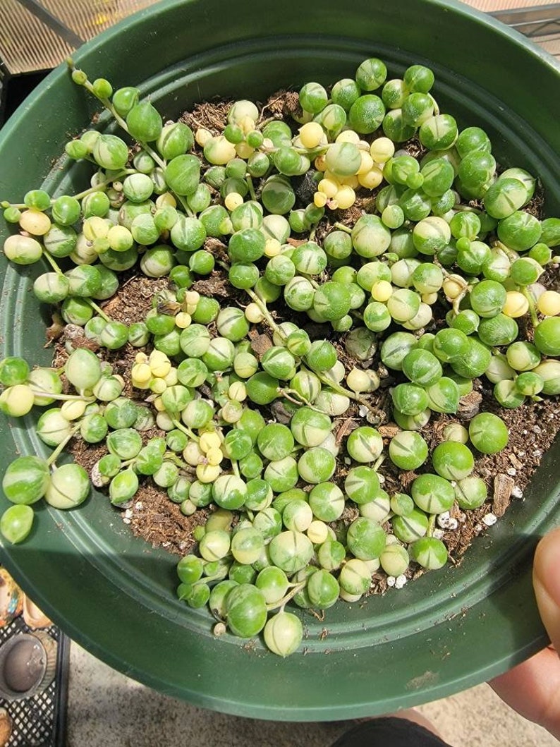 String of Pearls 2,4, and 6 Inch 6inch variegated