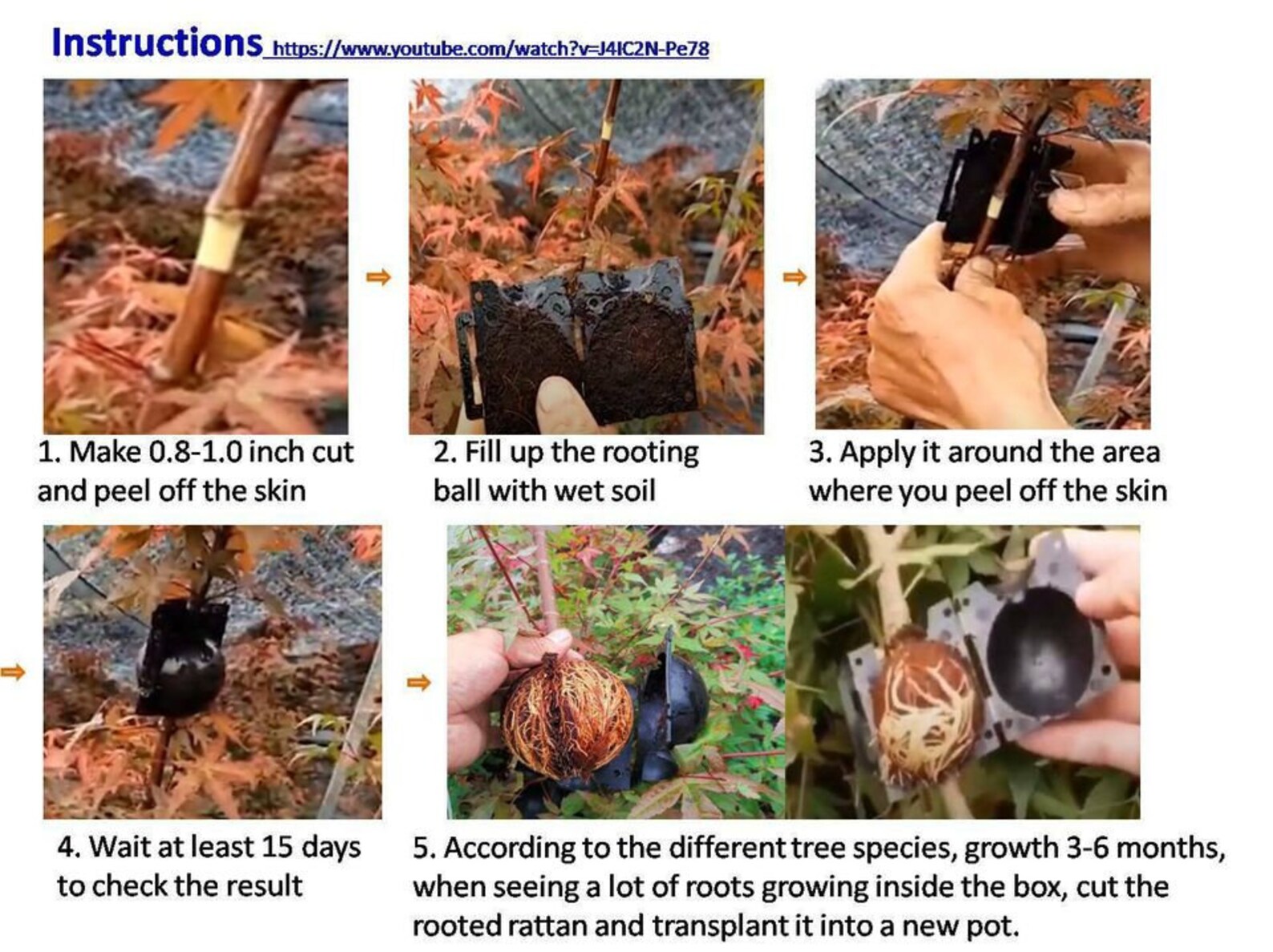 Air Layering Plant High Pressure Propagation Ball Grafting Etsy