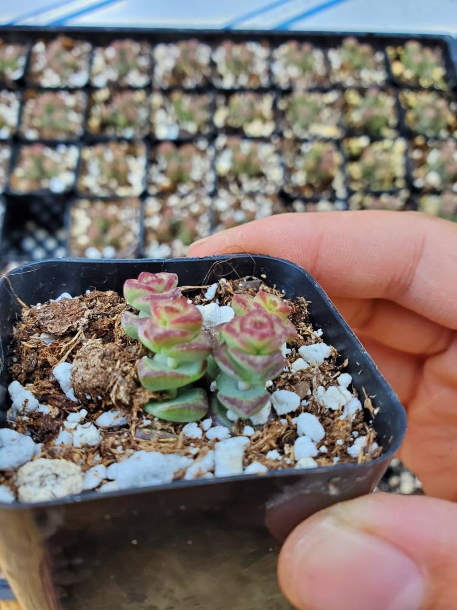 Baby Necklace Succulent Etsy