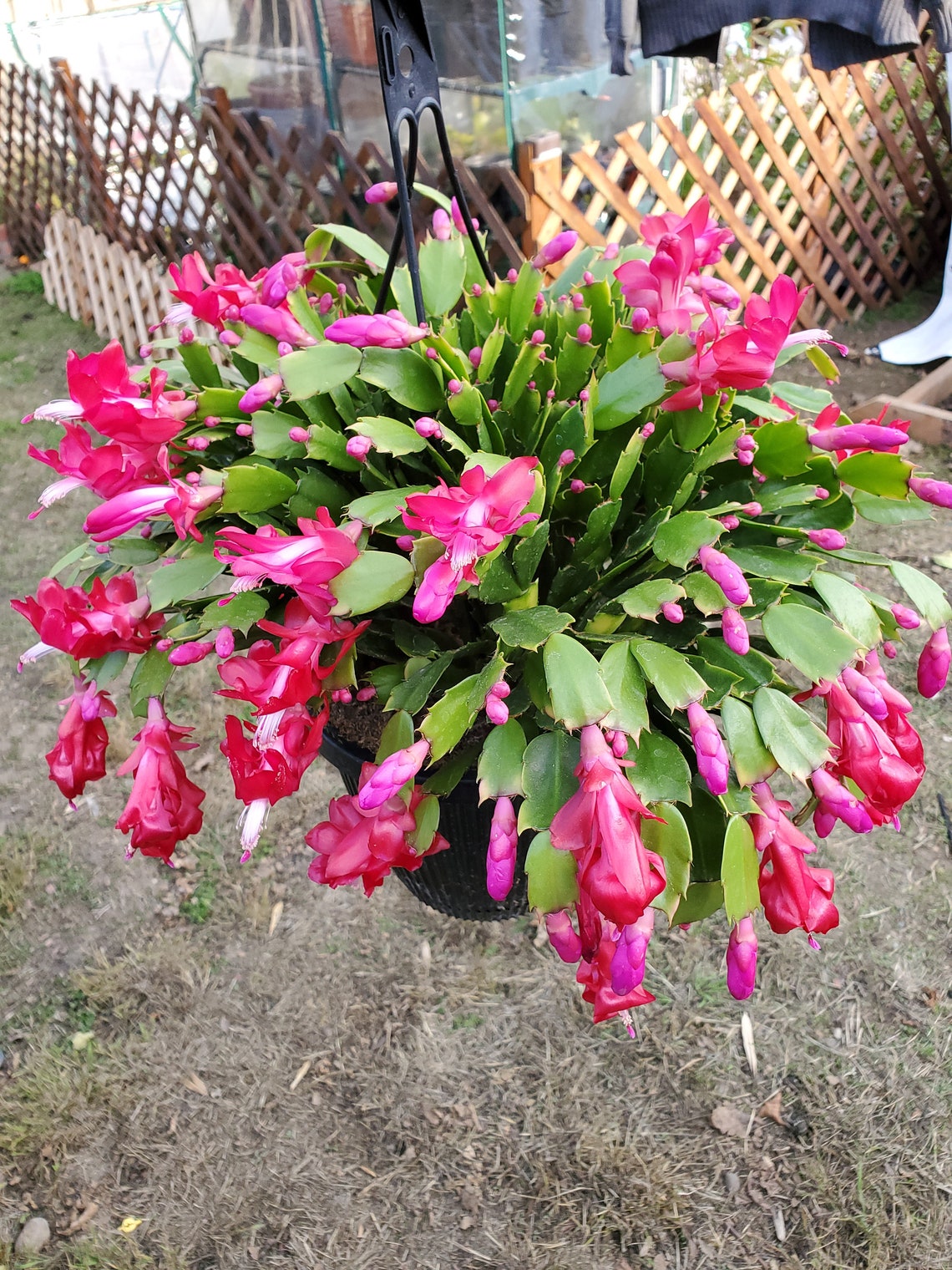 4 Red Thanksgiving Cactus Zygocactus Christmas unrooted Etsy