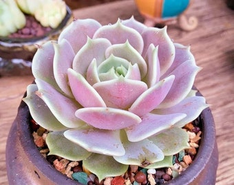 Echeveria Lola Succulent