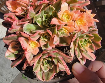 Imported sweet tea aeonium