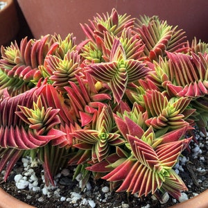 Red pagoda Crassula succulent starter Please check all pictures