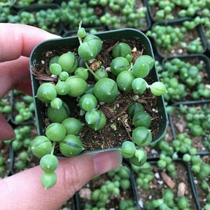 String of Pearls 2,4, and 6 Inch 2inch regular