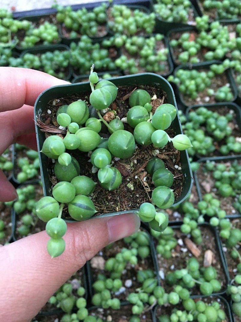String of Pearls 2,4, and 6 Inch 2inch regular