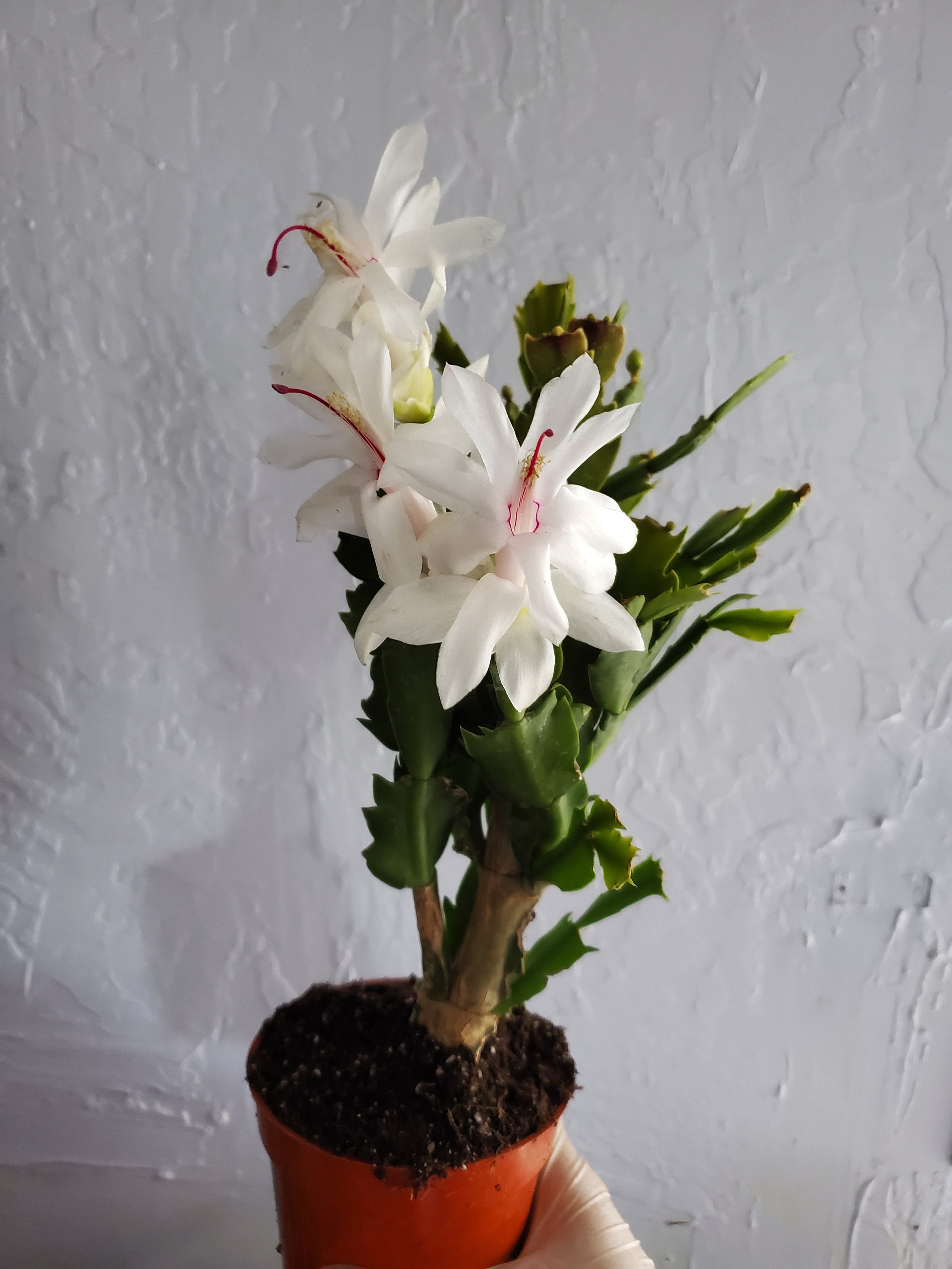 White Thanksgiving Cactus Zygocactus Christmas | Etsy